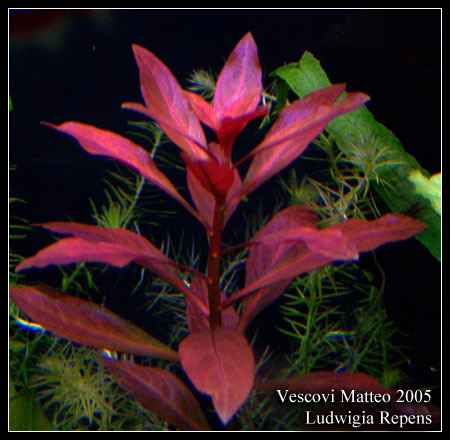 ludwigia_repens_rubin_2