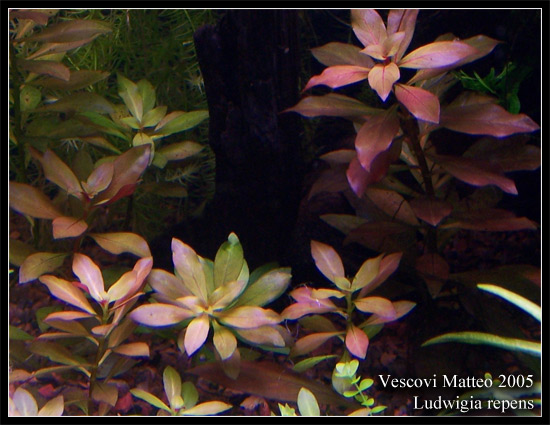 ludwigia_repens_rubin_3