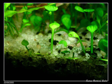 marsilea-sp