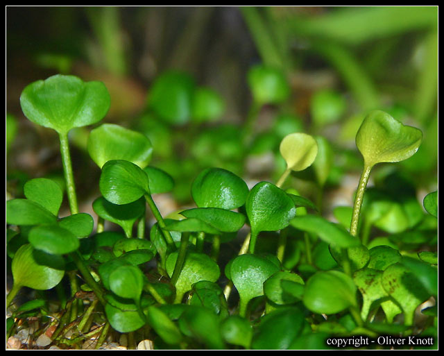 marsilea-sp2