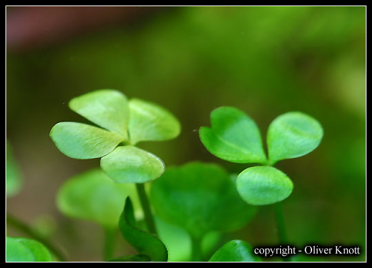 marsilea-sp3