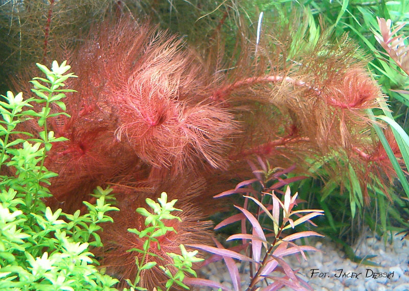 myriophyllum_tuberculatum_r