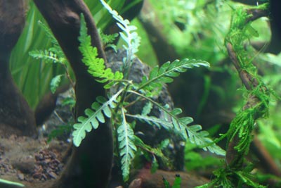 pinnatifida