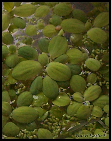 pistia