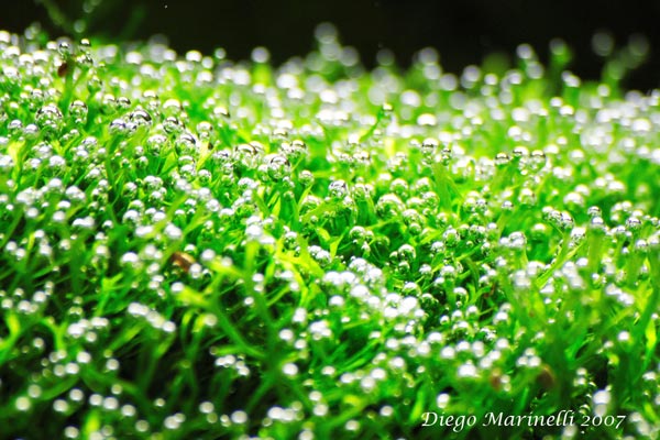 riccia