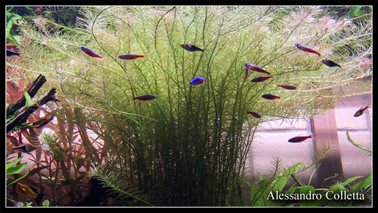 rotala_nanjenshan