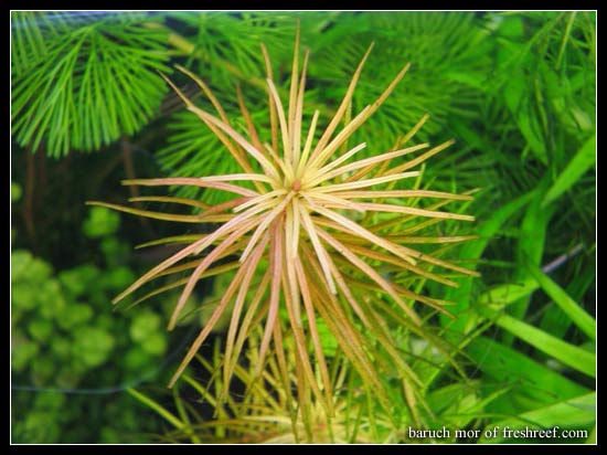 rotala_nanjenshan2