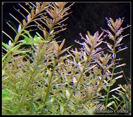 rotala_rotundifolia