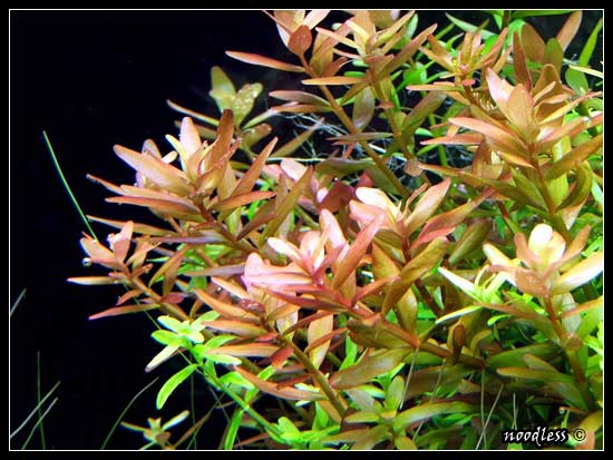 rotala_rotundifolia2