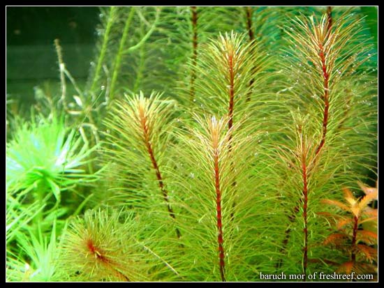 rotala_vietnam