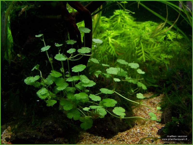 sibthorpioides
