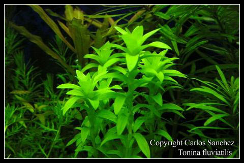 tonina_fluviatilis