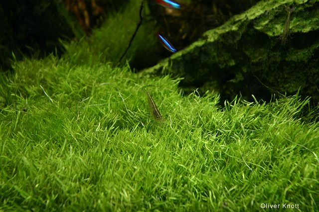 utricularia