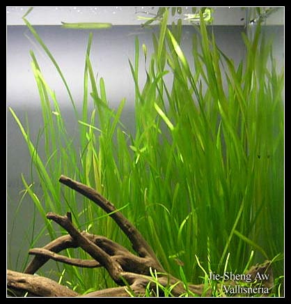 vallisneria2