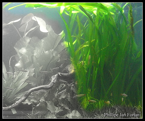 vallisneria_gigantea