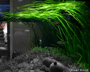 vallisneria_nana