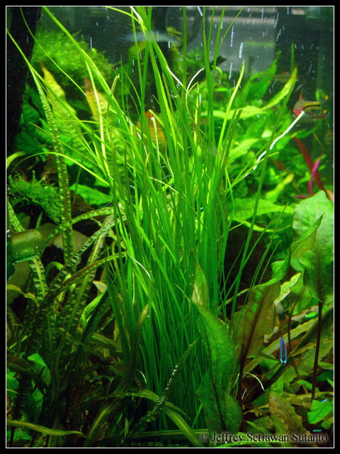 vallisneria_nana2