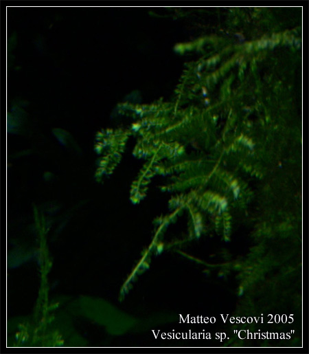 vesicularia_christmas