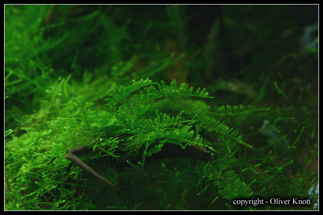 vesicularia_christmas2
