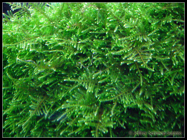 vesicularia_christmas3
